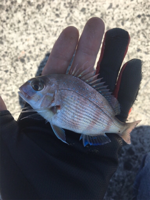 ショアジギのちエサ釣り