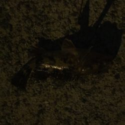 西鳥取漁港初釣行