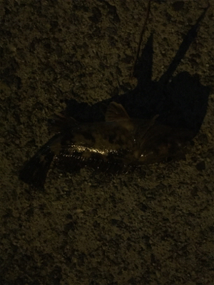 西鳥取漁港初釣行