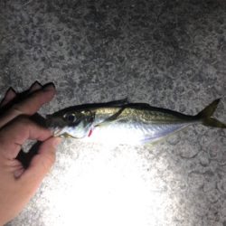 桂浜 メバル・アジ渋い…