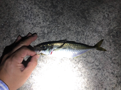 桂浜 メバル・アジ渋い…