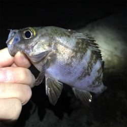 漁港でメバリング