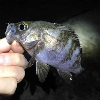 漁港でメバリング