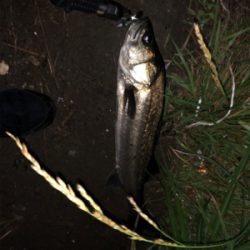 千葉河川シーバス