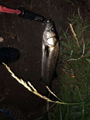 千葉河川シーバス