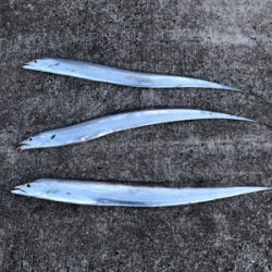 タチウオ連チャン！