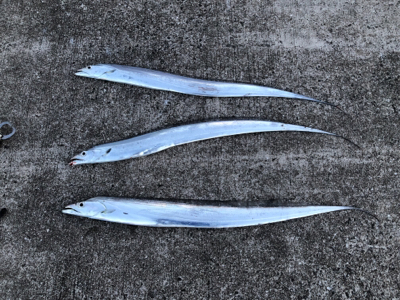 タチウオ連チャン！