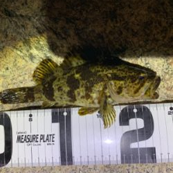 ライトゲーム!ショアジギ不発!