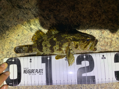 ライトゲーム!ショアジギ不発!