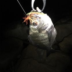 小さめですがチヌがヒット。