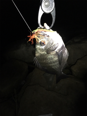 小さめですがチヌがヒット。