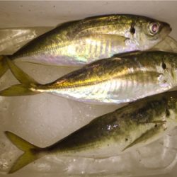 一週間ぶりのアジング