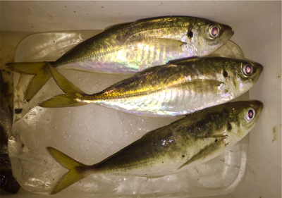 一週間ぶりのアジング