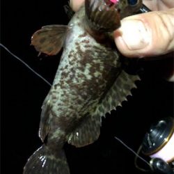 三目プラッキング