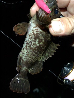 三目プラッキング