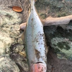 河口でのルアーゲーム