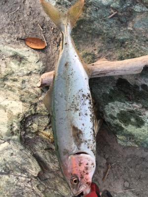 河口でのルアーゲーム