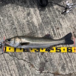 エビ撒きでスズキ！