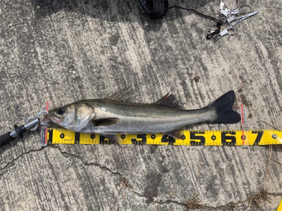 エビ撒きでスズキ！