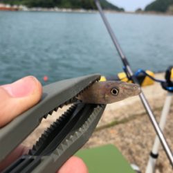 ちょい投げキス