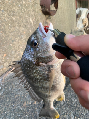 夕方からチニング