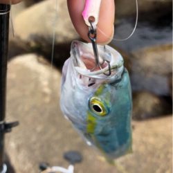 ライトタックルでデイゲーム♪