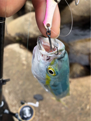 ライトタックルでデイゲーム♪