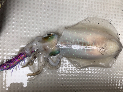 エギングで2キロアップ！