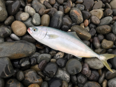 七里御浜ショアジギング