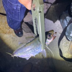 アジ高活性でした(^^)