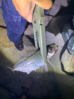 アジ高活性でした(^^)