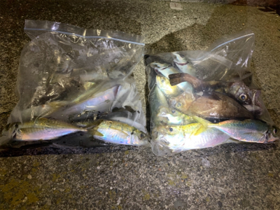 満月アジング、メバリング そこそこ爆