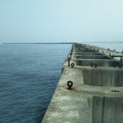 アジ、後にもじゃこ。