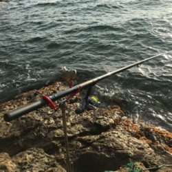 アオリイカ、キロアップ