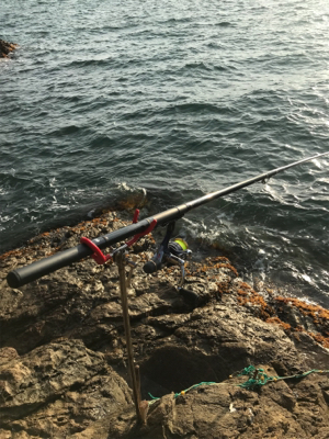 アオリイカ、キロアップ