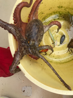 タコ釣り   たかみ丸  大潮