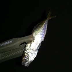 ナイトアジング