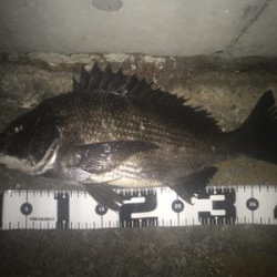 やっぱりチニングは楽しい！