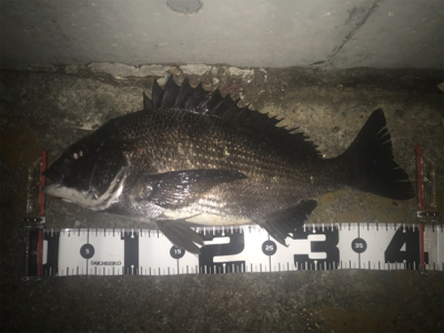 やっぱりチニングは楽しい！