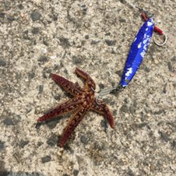 ツバスが釣れました