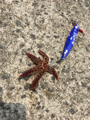 ツバスが釣れました