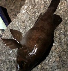 相変わらず釣れる