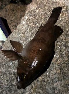 相変わらず釣れる