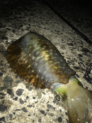 昨日に続きアオリGET (^^)/