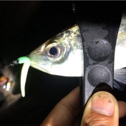 中アジポツポツ♪