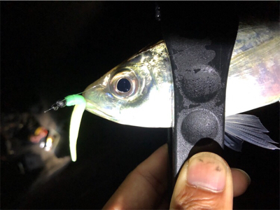 中アジポツポツ♪