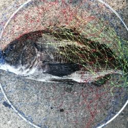 久しぶりに年無し