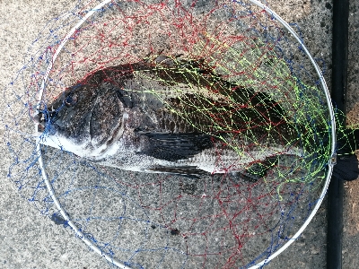 久しぶりに年無し