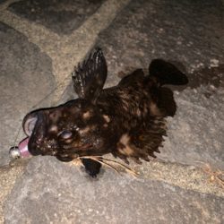 夜チョコ調査隊