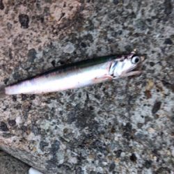 短時間釣行でツバスが♪